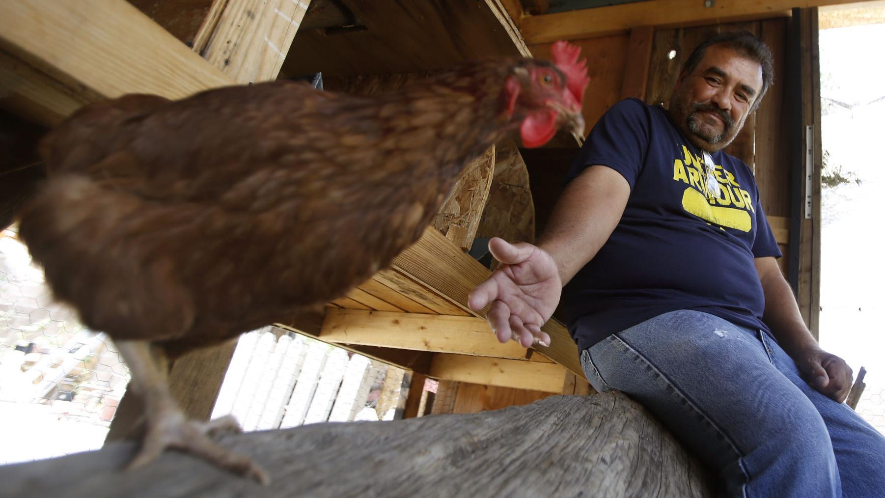 Neto's Tucson: Excited to get backyard chickens? Here's who to thank
